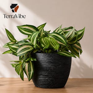 May include: A black, textured, round planter containing a plant with variegated leaves featuring green, white, and pink stripes. The TerraVibe logo is visible in the upper left corner, featuring a stylized vase icon above the brand name text.