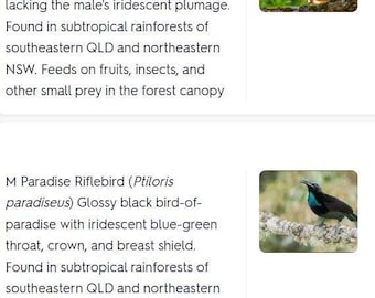 Birds of Australia Master Flashcards