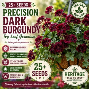 25+ Precision Dark Burgundy Ivy Leaf Geranium Seeds | Pelargonium Peltatum | Non-GMO Trailing Flower Seeds