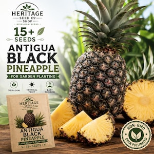 May include: A packet of Heritage Seed Co Shop heirloom seeds for Antigua Black Pineapple, containing 15+ seeds. The packaging features a whole pineapple, pineapple slices, and text including "Non-GMO" and "Open Pollinated" in a circular seal.