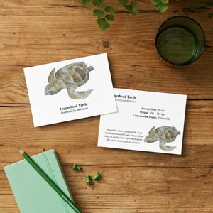 May include: Two white rectangular educational cards featuring a watercolour illustration of a Loggerhead Turtle. The text includes the name Loggerhead Turtle, Eretmochelys imbricata, average size 90 cm, weight 100-135 kg, and conservation status vulnerable.