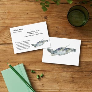 Może przedstawiać: Dwie białe prostokątne karty z akwarelową ilustracją żółwia płaskogrzbietego. Jedna karta zawiera tekst Flatback Turtle, Natator depressus, Average Size: 90-95 cm, Weight: 70-90 kg, Conservation Status: Data Deficient.