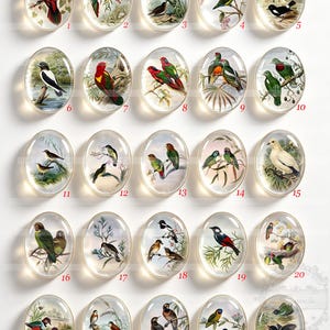 May include: A collection of twenty-five oval glass cabochons, each featuring a detailed vintage-style illustration of various birds perched on branches or in natural settings. Each cabochon is numbered from 1 to 25 in red text below the image.