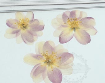 Pressed Flower: Real Dried Petals, Dried Flat Flowers (8 pcs)