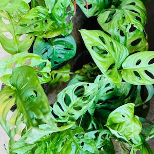 Enredadera de queso suizo: planta tropical de rápido crecimiento con hojas de agujeros naturales.