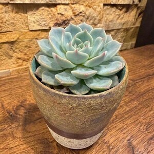 Moss & Stone Planter | Handmade Ceramic Succulent Pot | Rustic Stoneware Planter | Modern Minimalist Plant Pot | Artisan Pottery