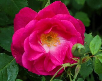 Cespuglio di rose rosa acceso / Pianta viva profumata e fiorita, regalo per il giardino