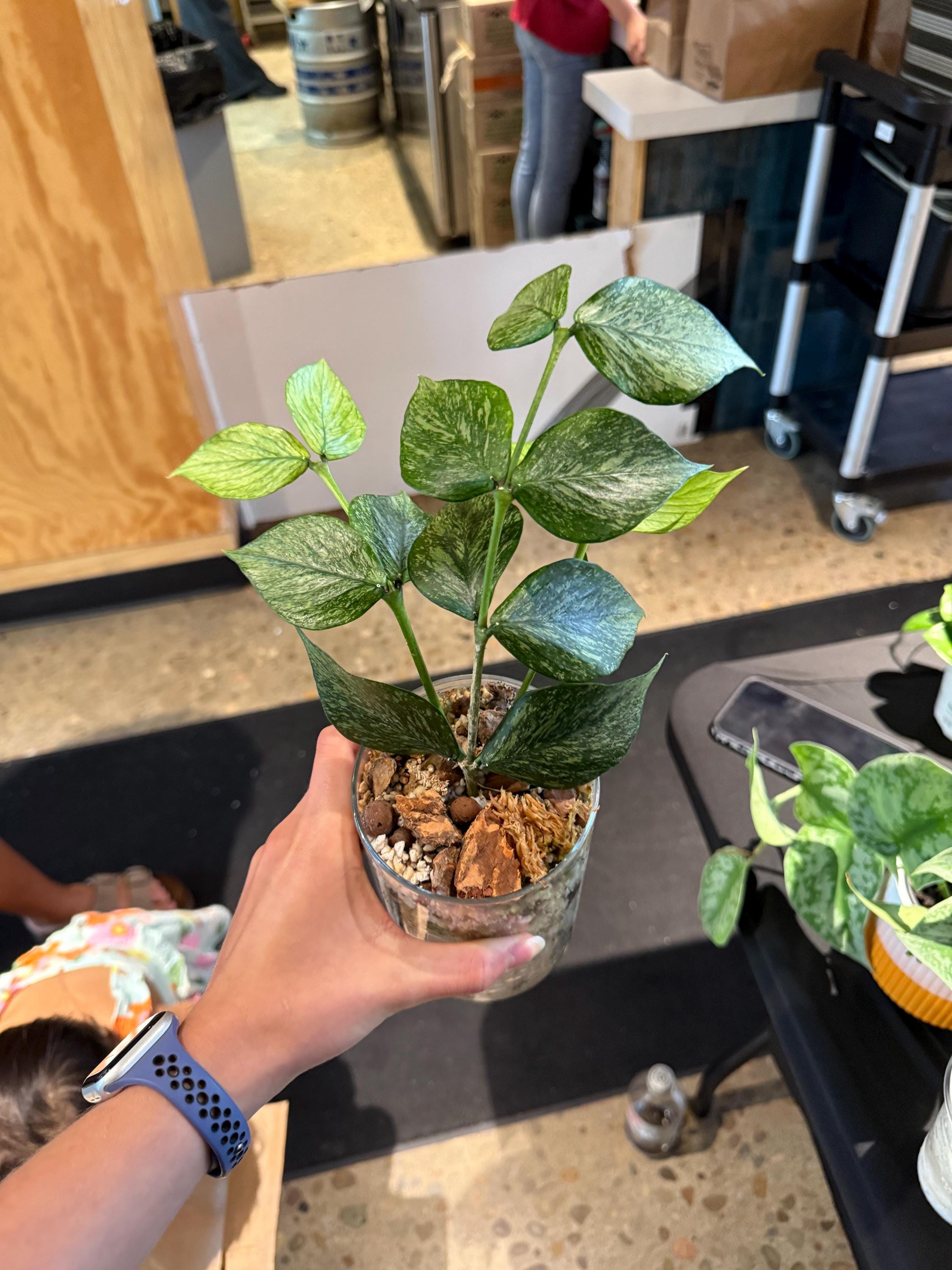 Polyneura jasminka - Etsy 日本
