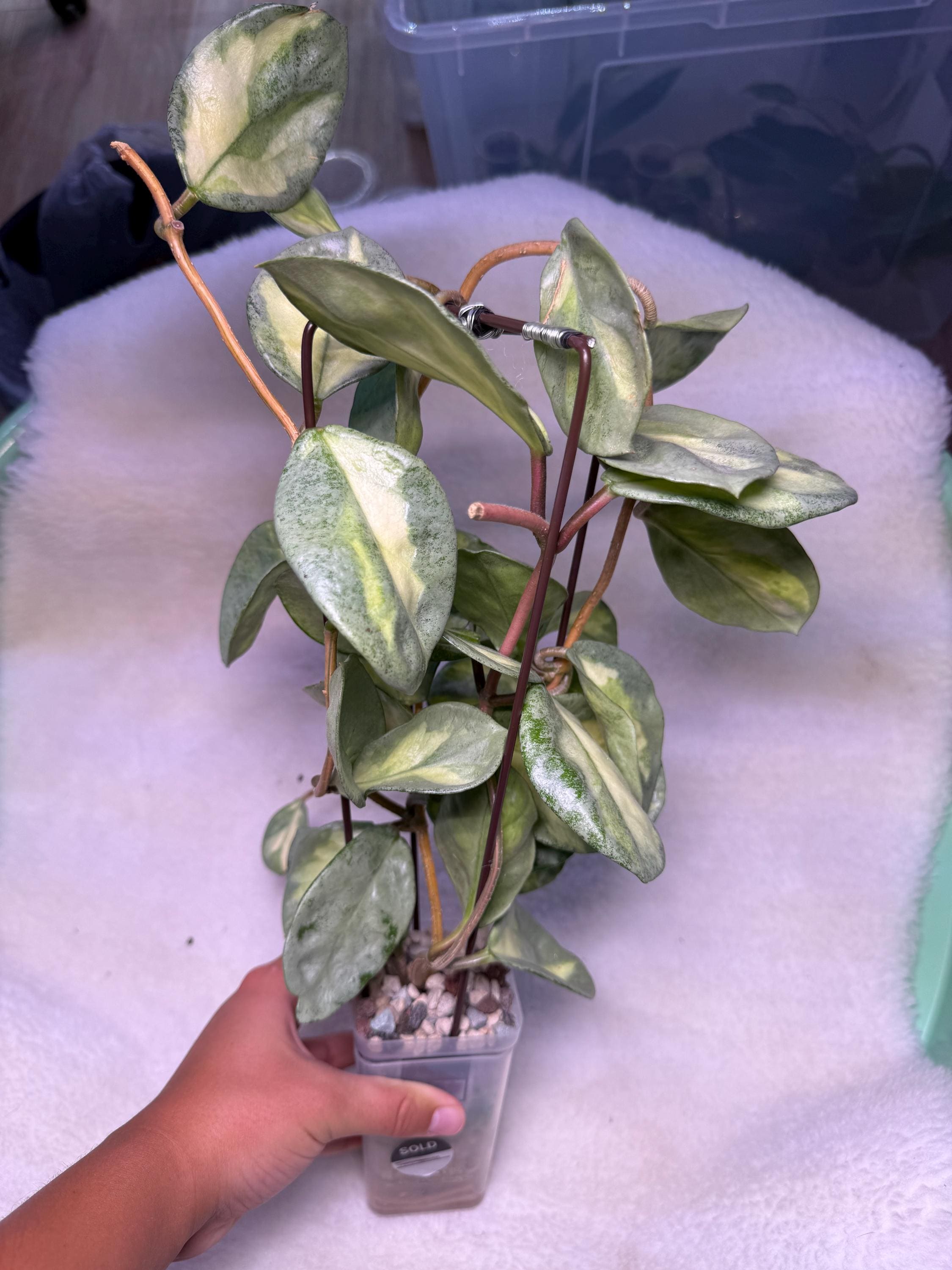 Hoya argentea princess - Etsy 日本