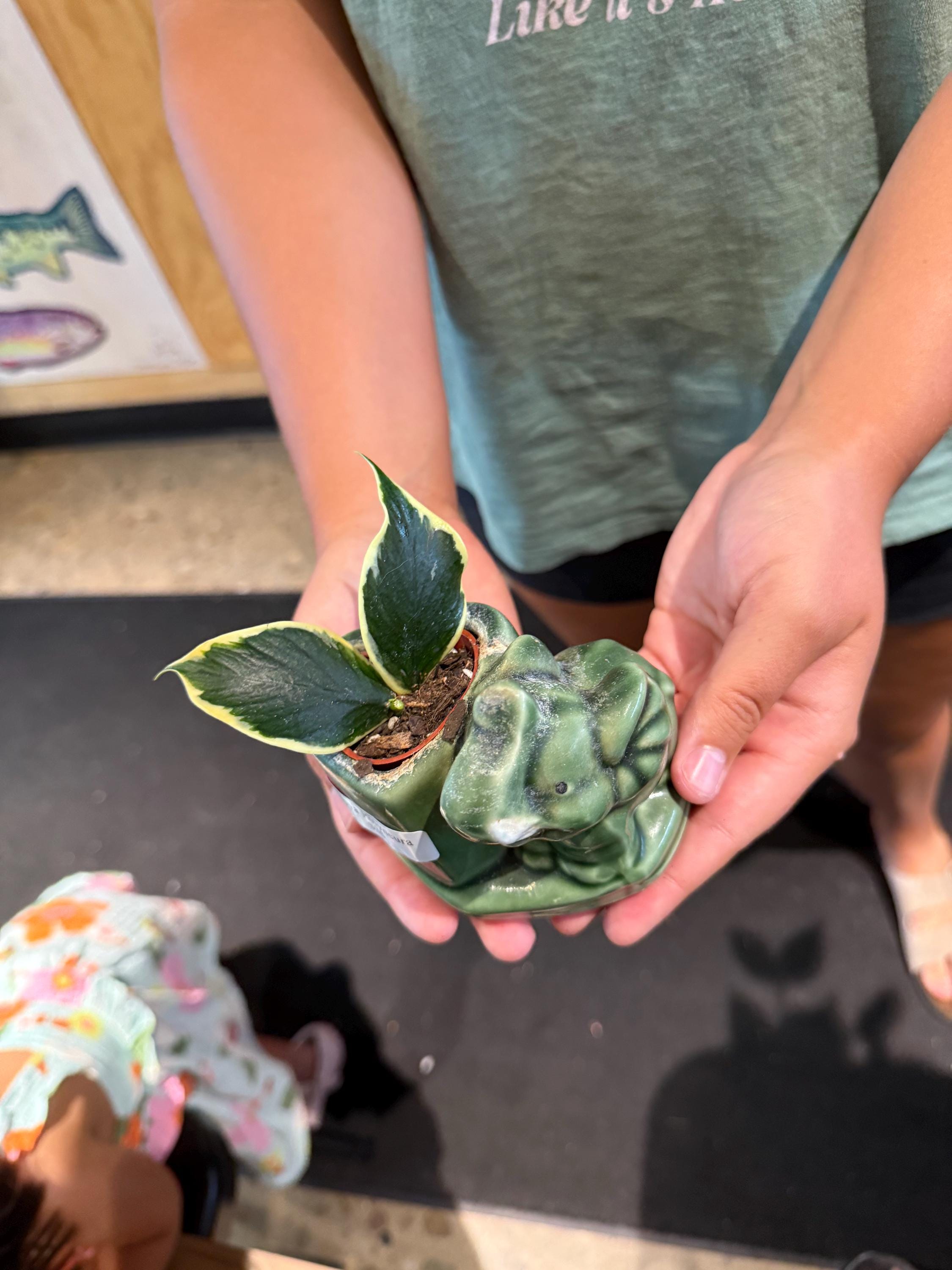 Polyneura jasminka - Etsy 日本