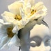 see more listings in the White / Ivory Headpieces section