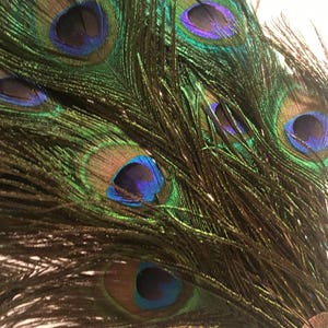 May include: Close-up of peacock feathers with iridescent green, blue, and brown colors. The feathers have eye-like patterns with a dark blue center and a turquoise ring.