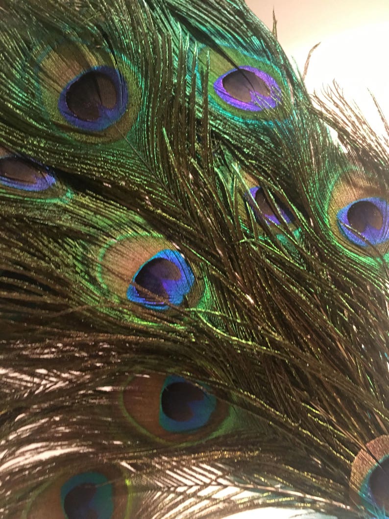 May include: Close-up of peacock feathers with iridescent green, blue, and brown colors. The feathers have eye-like patterns with a dark blue center and a turquoise ring.