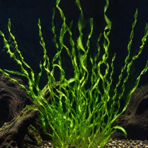 May include: A vibrant green aquatic plant with long, slender, spiraling leaves that grow upward from a base. The plant is positioned in a dark environment with dark, textured wood pieces and small, multi-colored gravel visible at the bottom.