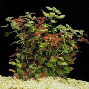 May include: An aquatic plant with upright green and reddish-brown stems and oval-shaped leaves. The plant features a dense cluster of foliage with varying shades of deep red and olive green, rooted in a bed of small, light-colored aquarium gravel.