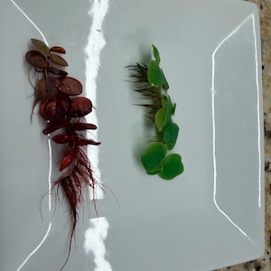 May include: Two aquatic plant cuttings placed on a white square plate. The left cutting features dark reddish-brown rounded leaves with a dense network of fine, matching red roots. The right cutting has bright green rounded leaves and dark roots.