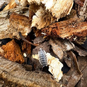 May include: A small, oval-shaped woodlouse with a segmented, light gray and white mottled exoskeleton, positioned on a piece of light-colored wood chip surrounded by various pieces of dark brown, textured tree bark and dried brown leaves.
