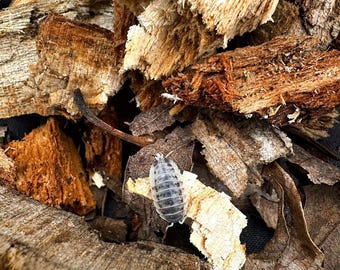 Isopod Wood, Aged Hardwood Chunks for Millipedes, Hardwood and Leaf Litter Mix