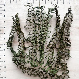 May include: Four dried, dark green fern fronds with curled, serrated leaflets arranged vertically. A ruler marked in inches is visible along the left side, indicating the fronds measure approximately 14 inches in total length.