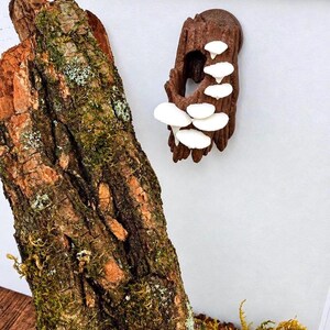 Mushroom Log Hide For Jumping Spider, Magnetic Hide, Terrarium Wall Mount Decor with Viewing Window
