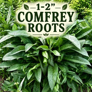 Bocking 14 Comfrey Root Cuttings, Live Comfrey Roots, Fresh Root Cuttings, Perennial Herb Plant, Permaculture Food Forest Plant