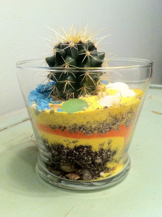 Items similar to small single cactus open terrarium on Etsy
