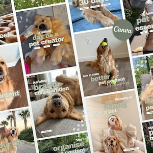 Könnte beinhalten: Eine Collage aus mehreren Bildern mit Golden Retrievern in verschiedenen Umgebungen, beim Spielen mit Tennisbällen, beim Ausruhen auf Möbeln und beim Interagieren mit einer Person, überlagert mit Text wie a realistic day as a pet creator.