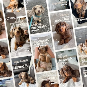 Könnte beinhalten: Eine Collage aus Fotos eines Dackelwelpen mit geflecktem Fell in verschiedenen Umgebungen, darunter auf einem Schoß sitzend, auf einem Bett liegend und im Freien. Die Bilder enthalten überlagerten weißen Text wie our latest, pet filming lessons, booking pet collabs, 3 things milo loves about this, 3 pet moments worth filming, meet my pet sidekick und milo tried it and loved it.