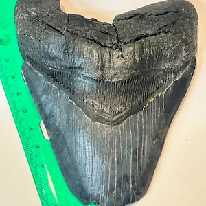Authentic 4 7/8” Megalodon
