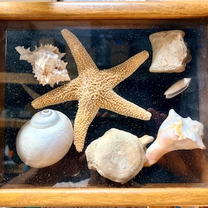 May include: A rectangular wooden shadow box frame containing a collection of natural specimens against a black background, including a central tan starfish, two white seashells, a small bivalve shell, and two textured, light-colored fossilized bone segments.