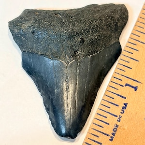 Authentic 2” Megalodon