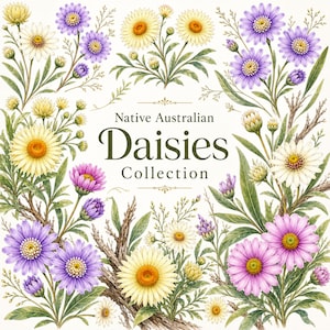 May include: A botanical illustration featuring a border of various daisies in shades of yellow, white, purple, and pink with green foliage and woody stems. The center text reads Native Australian Daisies Collection in dark green lettering.