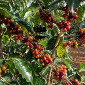 May include: A coffee plant branch with clusters of ripe, deep red coffee cherries and green leaves. The woody stem supports multiple bunches of round fruit. A circular black logo with the text LaarisaCrafto is centered over the foliage.
