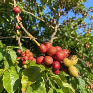 May include: A cluster of ripe red coffee cherries and a few yellow ones growing on a branch with green leaves. A circular black logo with the text LARES ARTEFACT is overlaid on the right side of the fruit cluster against a bright blue sky.