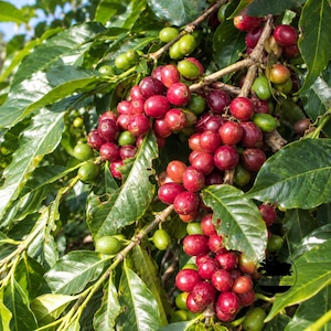 May include: A coffee plant branch featuring clusters of round, glossy coffee cherries in various stages of ripening, transitioning from vibrant green to deep red, interspersed among elongated, dark green, veined leaves on woody stems.