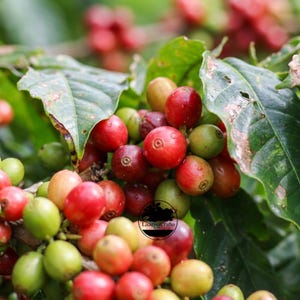Semillas de café Kawisari certificadas (Coffea sp.) para plantar - Cultivar tradicional, grano de café exótico