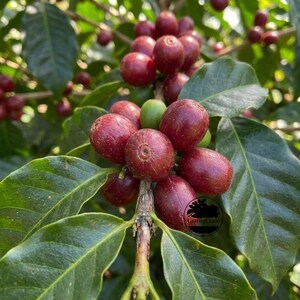 Zertifizierte tropische Robusta-Kaffeesamen (Coffea sp.) zum Anpflanzen – Alte Sorte, exotische Kaffeebohne