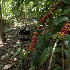 Könnte beinhalten: Ein Kaffeepflanzenzweig mit Trauben reifender Kaffeekirschen in Rot- und Grüntönen sowie glänzenden dunkelgrünen Blättern. Ein kreisförmiges schwarzes Logo mit dem Text LaarisaCrafto ist auf der linken Seite des Bildes eingeblendet.