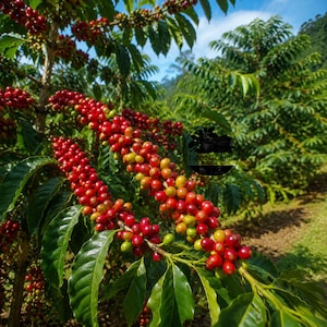 May include: A coffee plant branch laden with clusters of bright red and yellow coffee cherries, surrounded by vibrant green leaves under a clear blue sky. A circular black logo with the text LaarisaCrafts is visible on the right side.