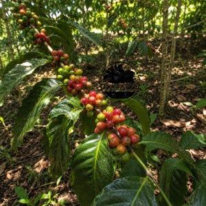 栽培用認定ヴァンジャワコーヒー種子（Coffea sp.） - 在来品種、エキゾチックなコーヒー豆