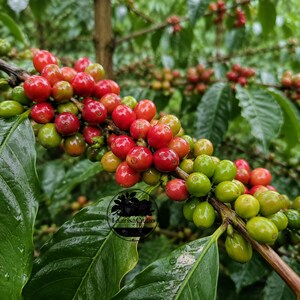 May include: A coffee plant branch featuring a cluster of ripening coffee cherries in various stages of development, transitioning from vibrant green to deep red. The branch is surrounded by glossy, dark green leaves with a circular logo overlay.