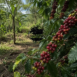 Certifierade Temanggung-kaffefrön (Coffea sp.) för plantering - Arvskultivar, Exotisk kaffeböna