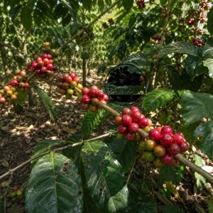 Könnte beinhalten: Ein Kaffeepflanzenzweig mit Trauben reifender Kaffeekirschen in leuchtendem Rot, Gelb und Grün, umgeben von dunkelgrünen Blättern. Ein kreisförmiges schwarzes Logo mit dem Text LaarisaCrafts ist in der Mitte des Bildes zu sehen.