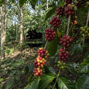 Könnte beinhalten: Ein Kaffeepflanzenzweig voller reifender Kaffeekirschen in tiefroten, leuchtend karmesinroten und grünen Farbtönen, mit einem kreisförmigen Logo, das den Text LaarisaCrafto und eine Kaffeetassengrafik über dem Blattwerk zeigt.