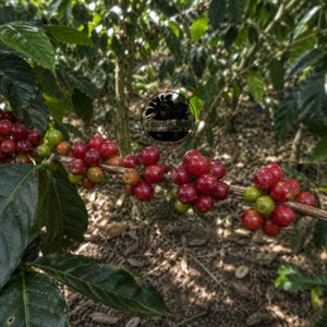Könnte beinhalten: Ein Kaffeepflanzenzweig mit Trauben reifender Kaffeekirschen in dunklen Rot- und Grüntönen. Der Zweig ist mit runden Früchten behangen, die von dunkelgrünen Blättern durchsetzt sind. Ein kreisförmiges Logo mit dem Text LaarisaCrafts ist sichtbar.