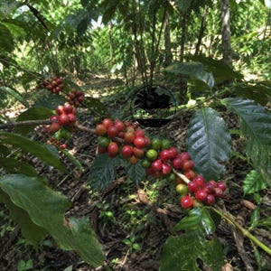 Puede incluir: Una rama de cafeto con racimos de cerezas de café en proceso de maduración en tonos rojo brillante, carmesí intenso y algunos verdes, intercalados con hojas ovaladas de color verde oscuro y brillante. Se ve un logo circular con LaarishCrafts.
