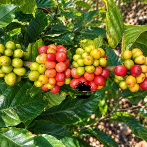 Semi di caffè Java Manor certificati (Coffea sp.) per la semina - Cultivar antica, chicchi di caffè esotici