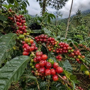 Semillas de café Java Ijen certificadas (Coffea sp.) para plantar - Cultivar tradicional, grano de café exótico