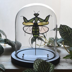 May include: A stained glass European Mantis insect sculpture displayed inside a clear glass dome on a black circular base. The mantis features green, yellow, and translucent wings with black wire detailing. A small white label reads European Mantis.