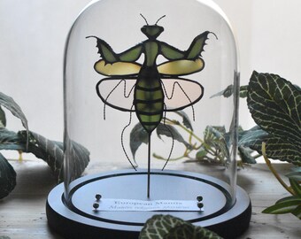 Handmade Stained Glass green and Yellow European Mantis Specimen Wood Base Cloche Display